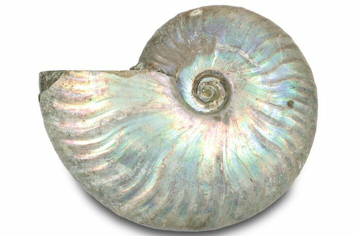 Silver Iridescent Ammonite (Cleoniceras) Fossil - Madagascar #317616